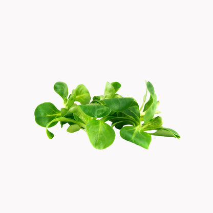 Feldsalat