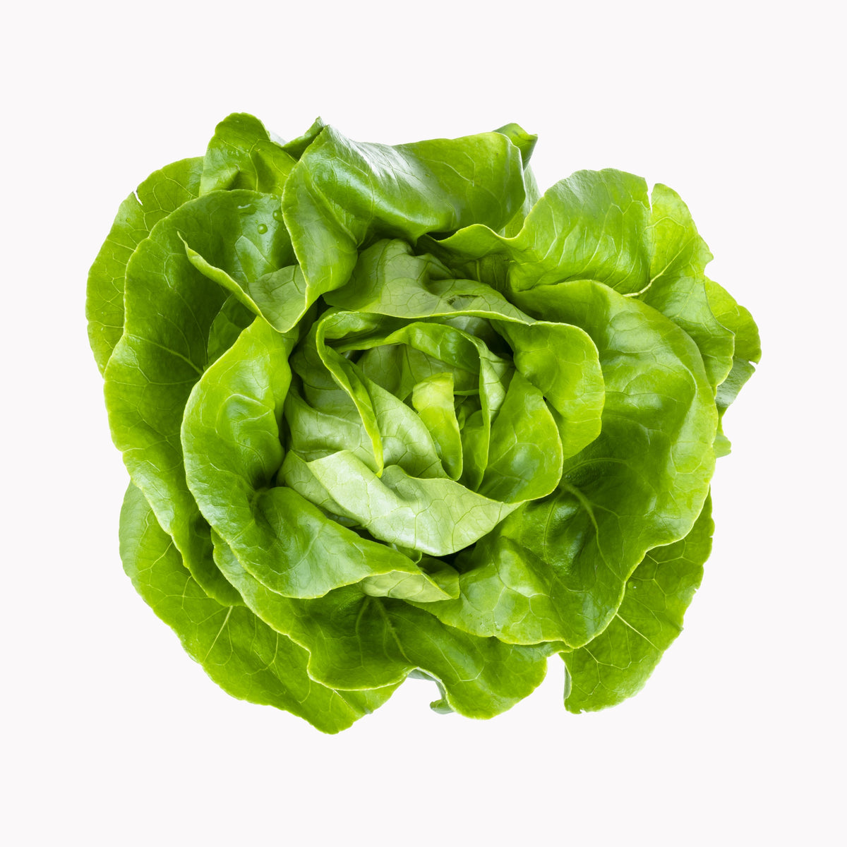 Kopfsalat 12er