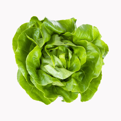 Kopfsalat 12er