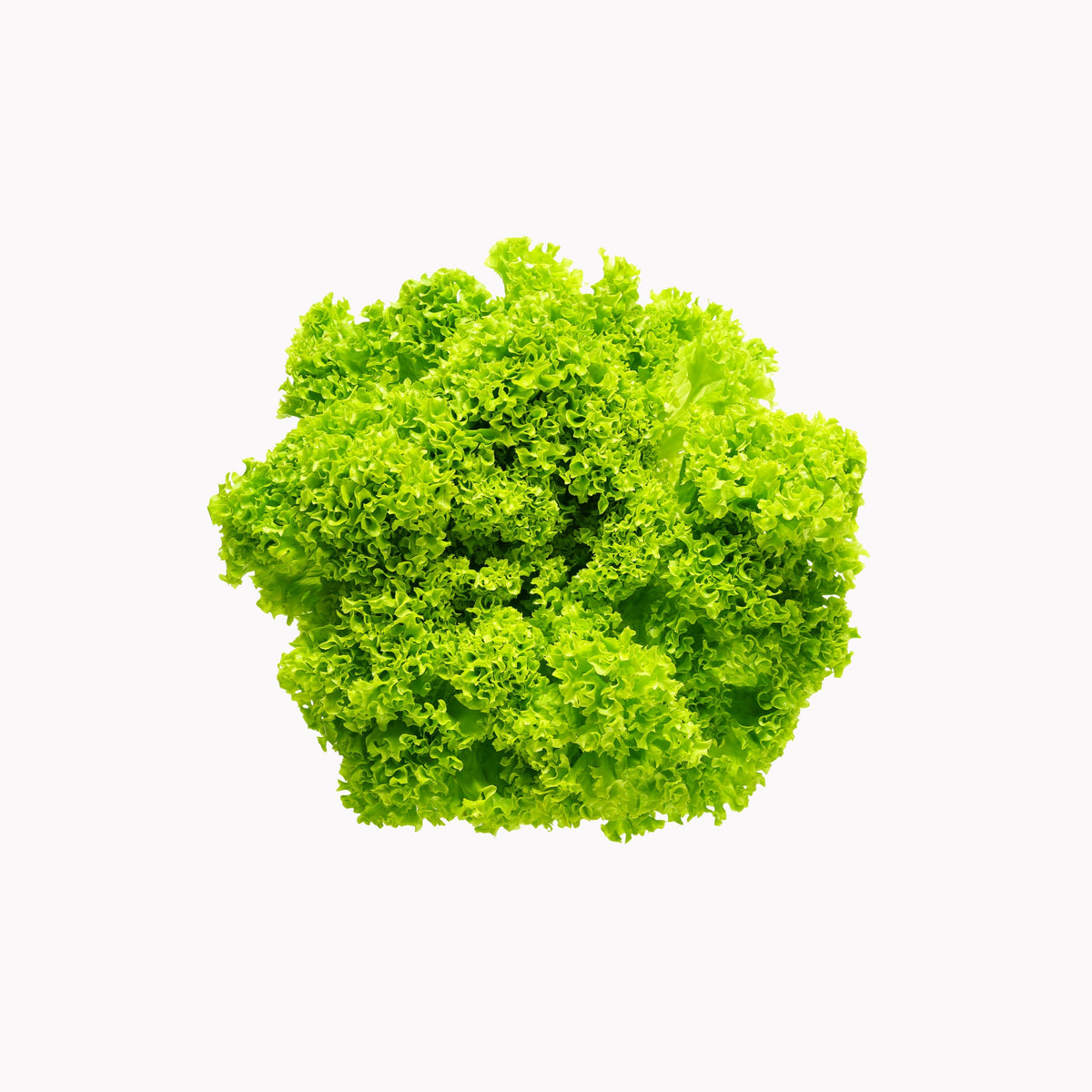 Lollo Bionda